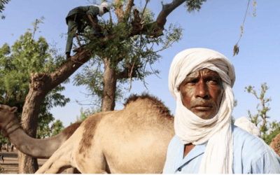 Tchad : rompre le cycle des violences agropastorales